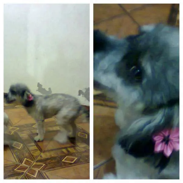 Cachorro raça Poodle misturado com vira lata idade 2 anos nome Chaiene