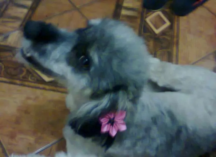 Cachorro raça Poodle misturado com vira lata idade 2 anos nome Chaiene