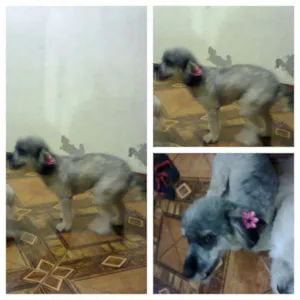 Cachorro raça Poodle misturado com vira lata idade 2 anos nome Chaiene
