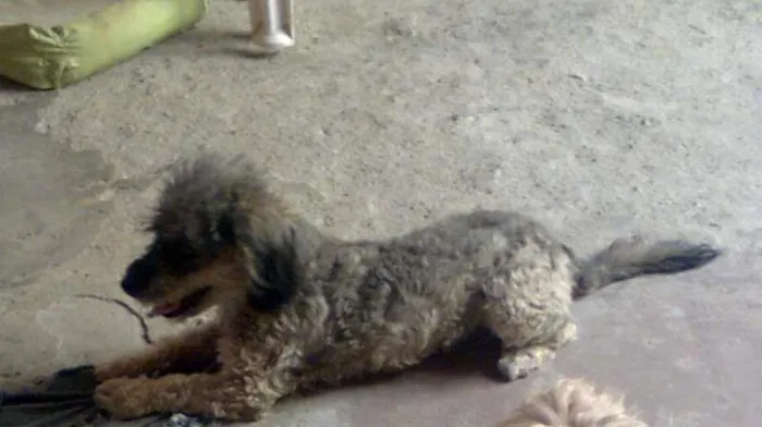 Cachorro raça Poodle misturado com vira lata idade 2 anos nome Chaiene