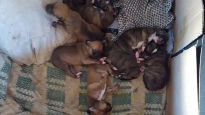 Cachorro ra a SRD idade Abaixo de 2 meses nome Vários (Filhotes, a