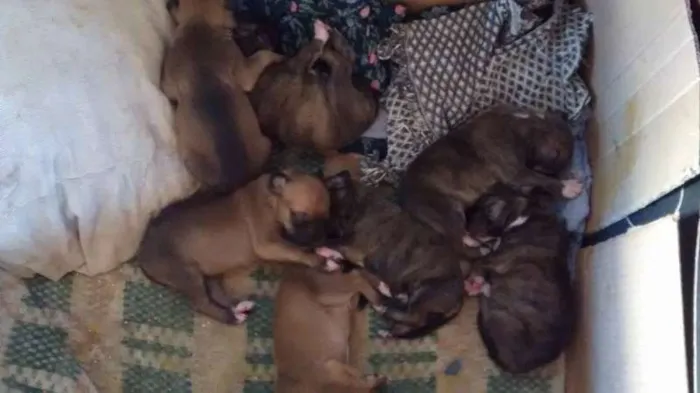 Cachorro ra a SRD idade Abaixo de 2 meses nome Vários (Filhotes, a