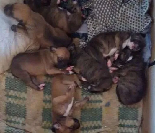 Cachorro ra a SRD idade Abaixo de 2 meses nome Vários (Filhotes, a