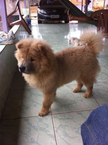 Cachorro raça Chow chow  idade 1 ano nome Leão 