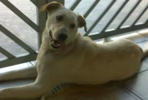 Cachorro raça SRD idade 1 ano nome Lana