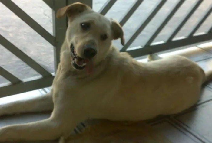 Cachorro ra a SRD idade 1 ano nome Lana