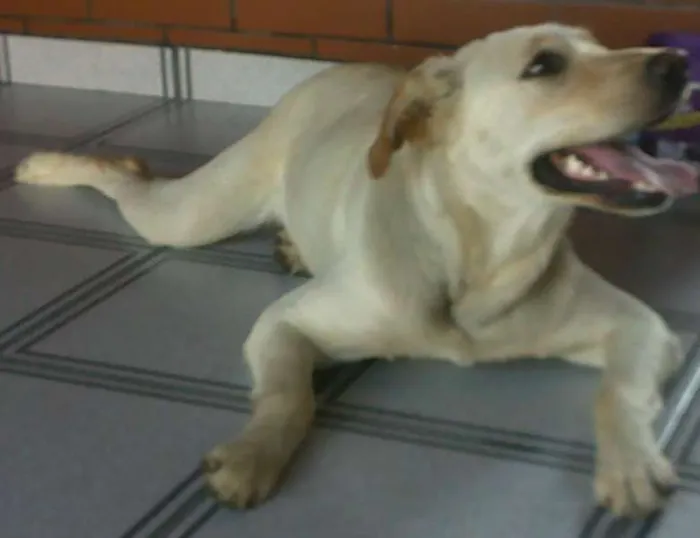 Cachorro ra a SRD idade 1 ano nome Lana