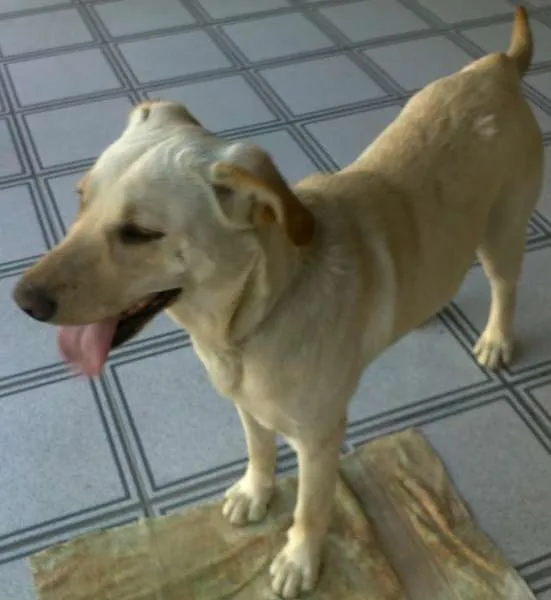 Cachorro ra a SRD idade 1 ano nome Lana