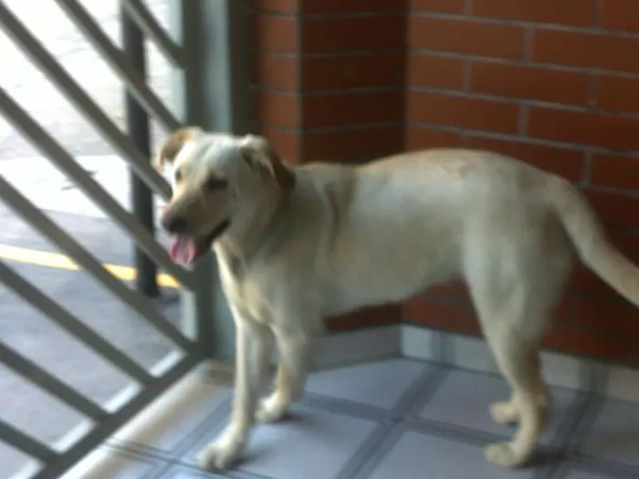 Cachorro ra a SRD idade 1 ano nome Lana