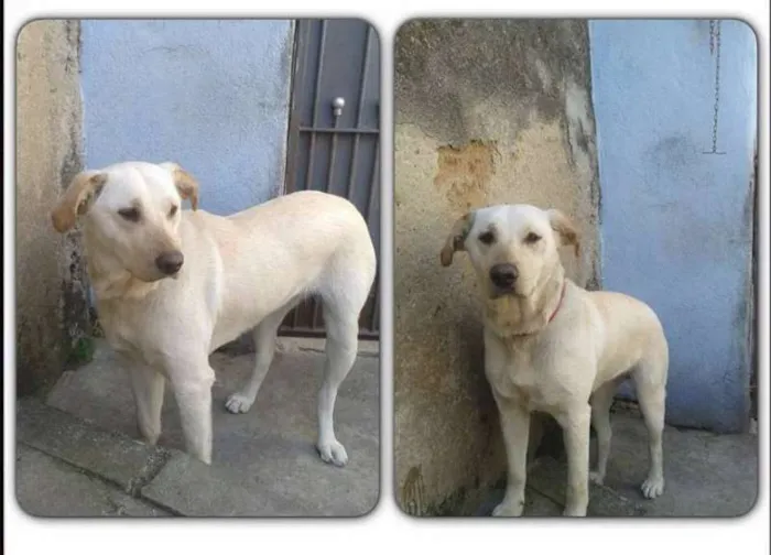 Cachorro ra a SRD idade 1 ano nome Lana