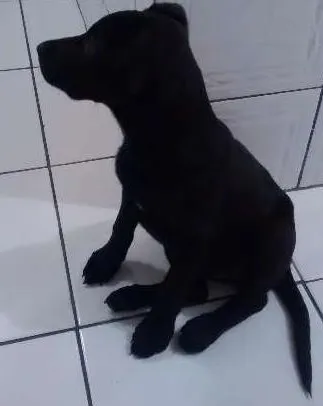 Cachorro ra a Indefinida idade 2 a 6 meses nome Sophie