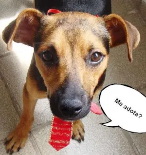Cachorro raça SRD idade 1 ano nome ADOTA PINGO!