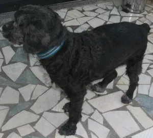 Cachorro raça Poodle idade 3 anos nome BETHOVEN