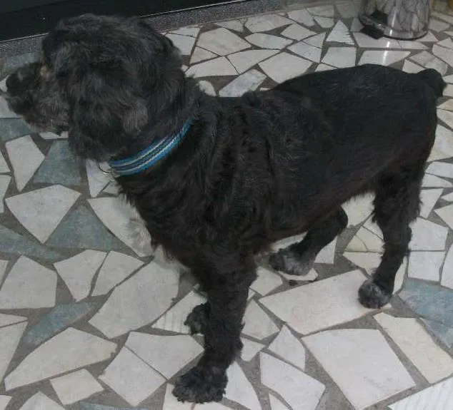 Cachorro raça Poodle idade 3 anos nome BETHOVEN