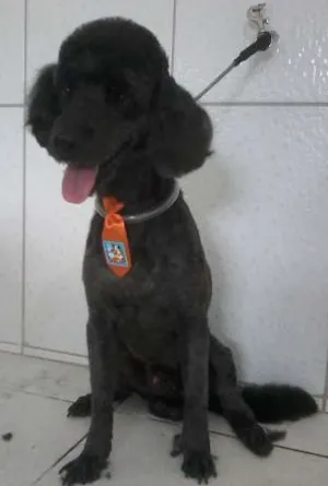 Cachorro raça Poodle idade 4 anos nome Blayde