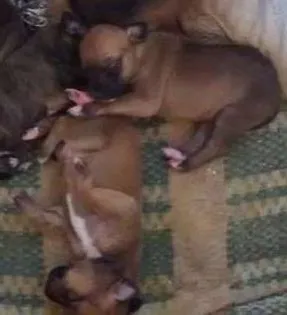 Cachorro ra a SRD idade Abaixo de 2 meses nome Vários (Filhotes, a