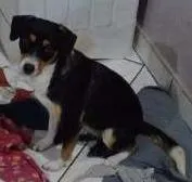 Cachorro raça Vira lata idade 1 ano nome Lola