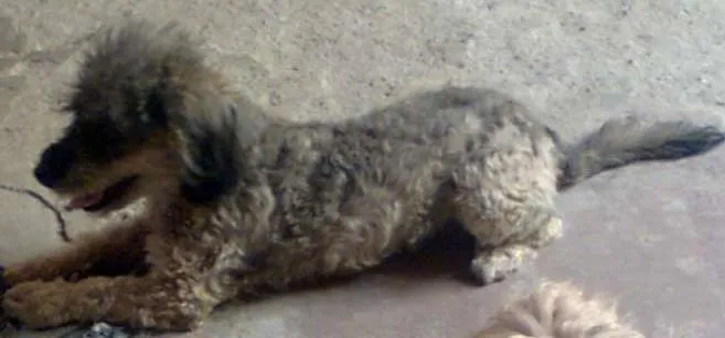 Cachorro raça Poodle misturado com vira lata idade 2 anos nome Chaiene
