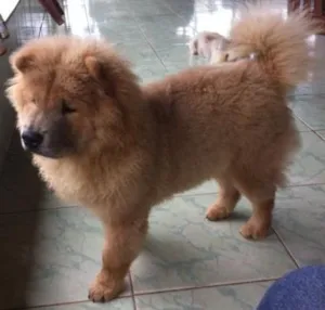 Cachorro raça Chow chow  idade 1 ano nome Leão 