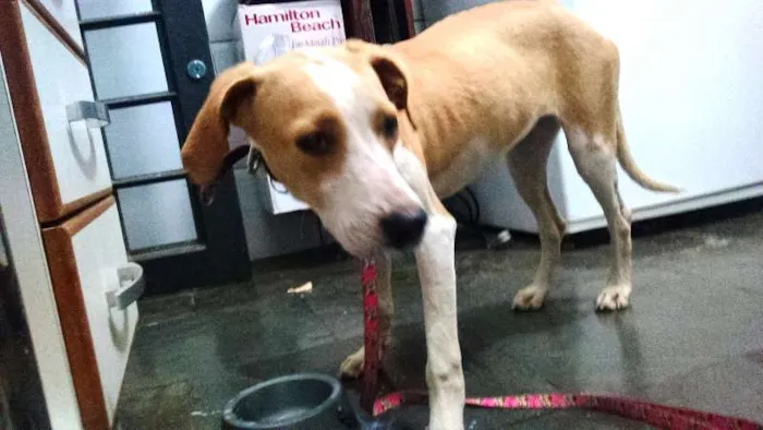 Cachorro raça  idade 1 ano nome sem nome
