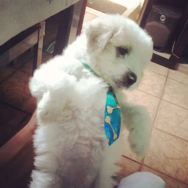 Cachorro raça Poodle idade 2 a 6 meses nome Braian