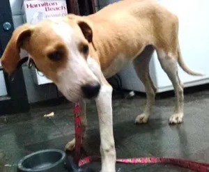 Cachorro raça  idade 1 ano nome sem nome