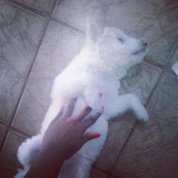 Cachorro raça Poodle idade 2 a 6 meses nome Braian