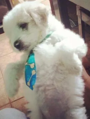 Cachorro raça Poodle idade 2 a 6 meses nome Braian