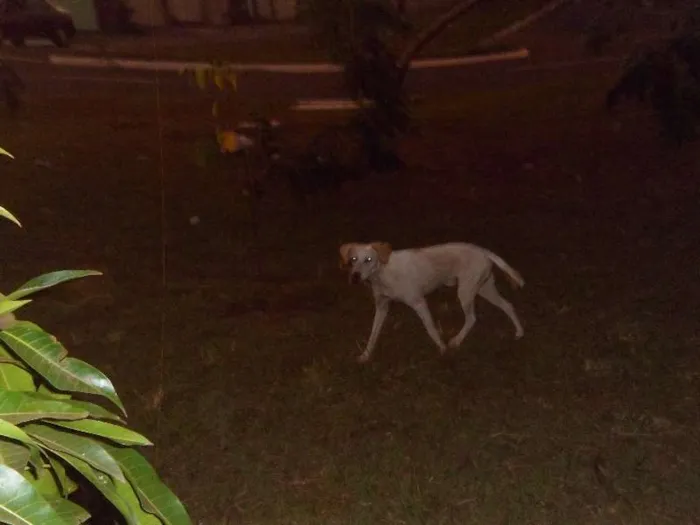 Cachorro ra a SRD idade 1 ano nome TICO / TECO