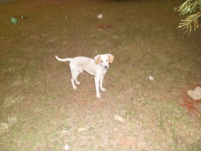 Cachorro ra a SRD idade 1 ano nome TICO / TECO