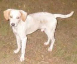 Cachorro raça SRD idade 1 ano nome TICO / TECO