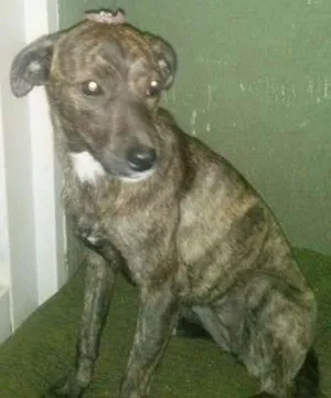 Cachorro raça SRD idade 1 ano nome Natasha