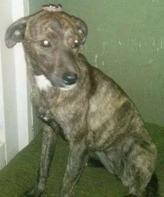 Cachorro ra a SRD idade 1 ano nome Natasha
