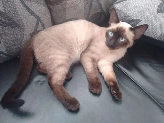 Gato ra a Siamês idade 2 a 6 meses nome Sem nome