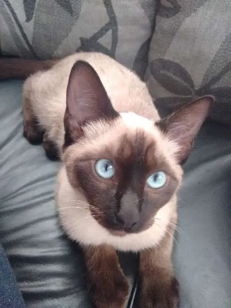 Gato ra a Siamês idade 2 a 6 meses nome Sem nome