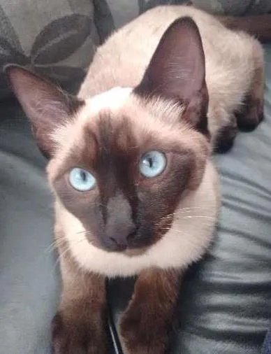 Gato ra a Siamês idade 2 a 6 meses nome Sem nome