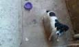 Pituxa