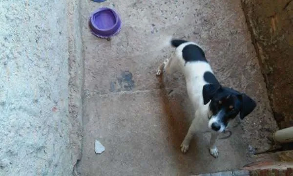 Cachorro ra a Viralata idade 7 a 11 meses nome Pituxa