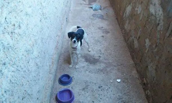 Cachorro ra a Viralata idade 7 a 11 meses nome Pituxa