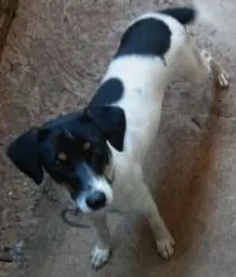 Cachorro raça Viralata idade 7 a 11 meses nome Pituxa