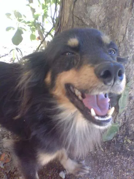 Cachorro ra a Nao sei  idade 5 anos nome Nao sei 