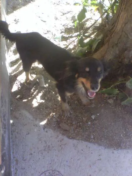Cachorro ra a Nao sei  idade 5 anos nome Nao sei 