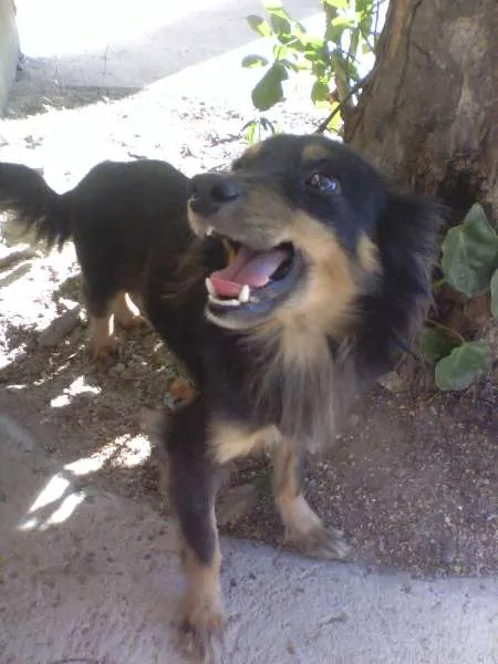 Cachorro ra a Nao sei  idade 5 anos nome Nao sei 