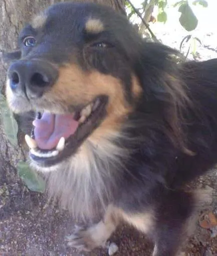 Cachorro ra a Nao sei  idade 5 anos nome Nao sei 
