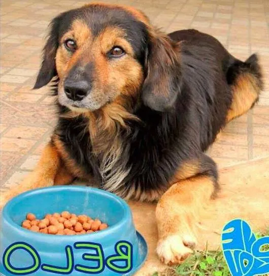 Cachorro ra a Original idade 2 a 6 meses nome Belo