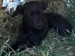 Cachorro raça SRD idade 7 a 11 meses nome Montila