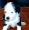 Cachorro raça SRD idade  nome Filhotinhos