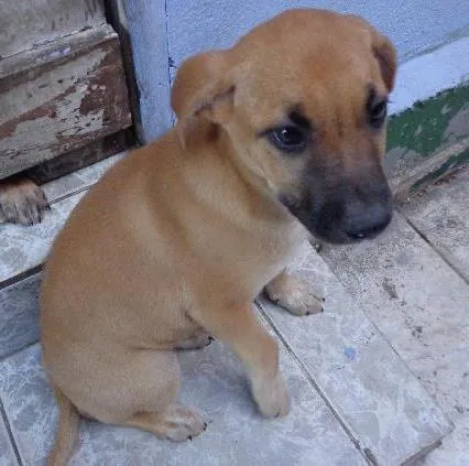 Cachorro ra a srd idade 2 a 6 meses nome Kiara