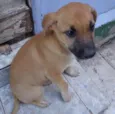 Kiara