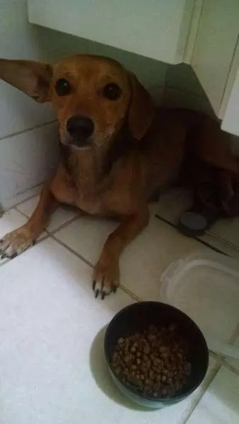 Cachorro raça SRD idade 4 anos nome Princesa